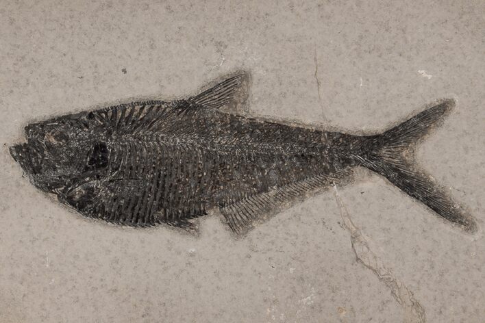 Fossil Fish (Diplomystus) - Wyoming #211204